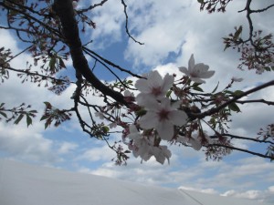 お花見