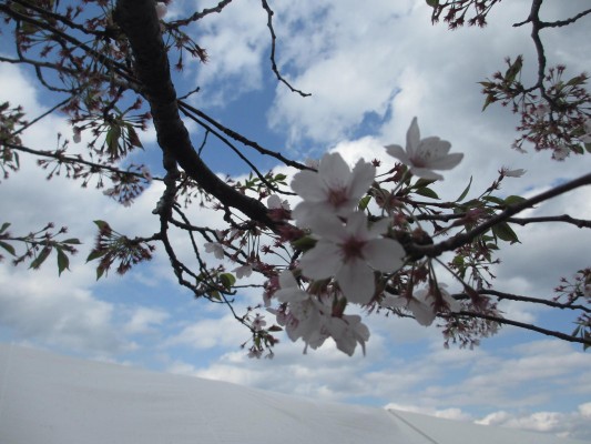 お花見(金津サンホーム)