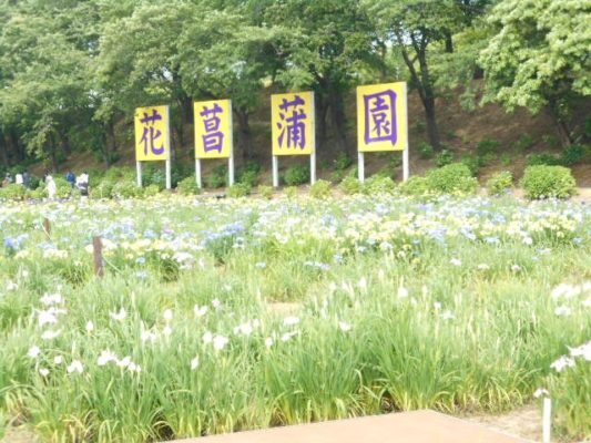 花菖蒲祭り❀